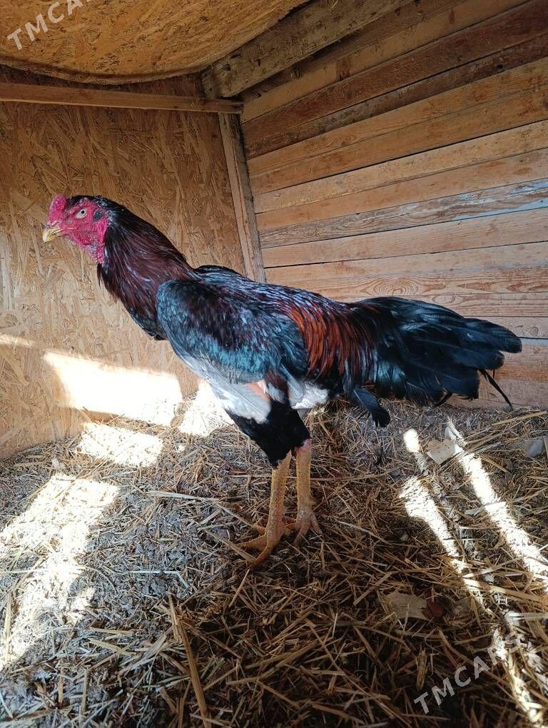 Horaz - Мары - img 1