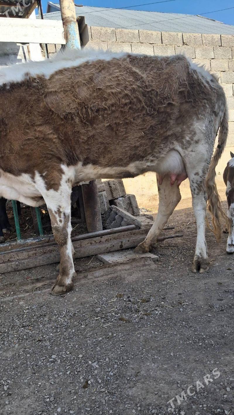 goleli sygyr - Джебел - img 1