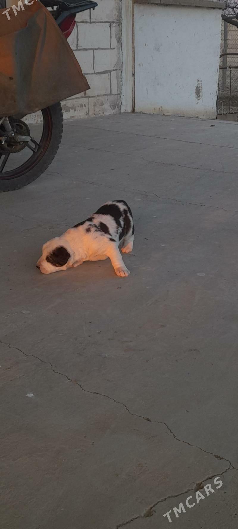 güjük it - Gyzylarbat - img 1