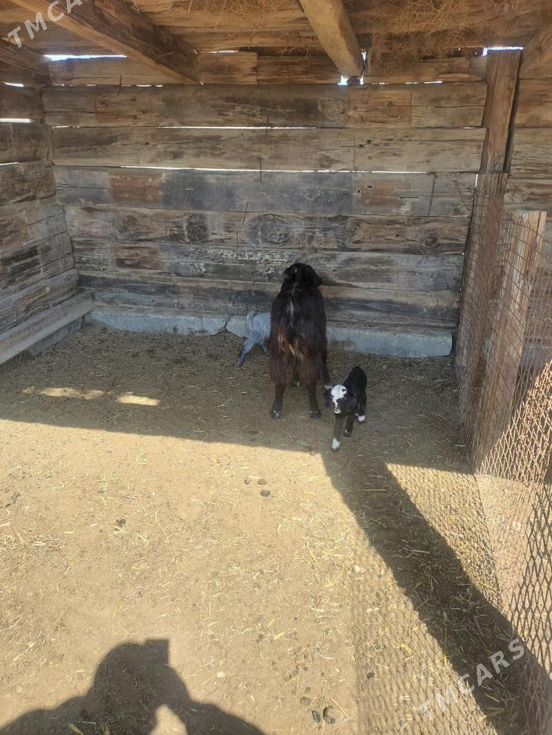 овлаклы гечилер - Балканабат - img 1