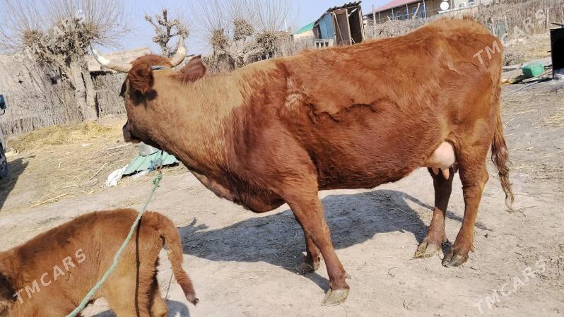 goleli sygyr - Фарап - img 1