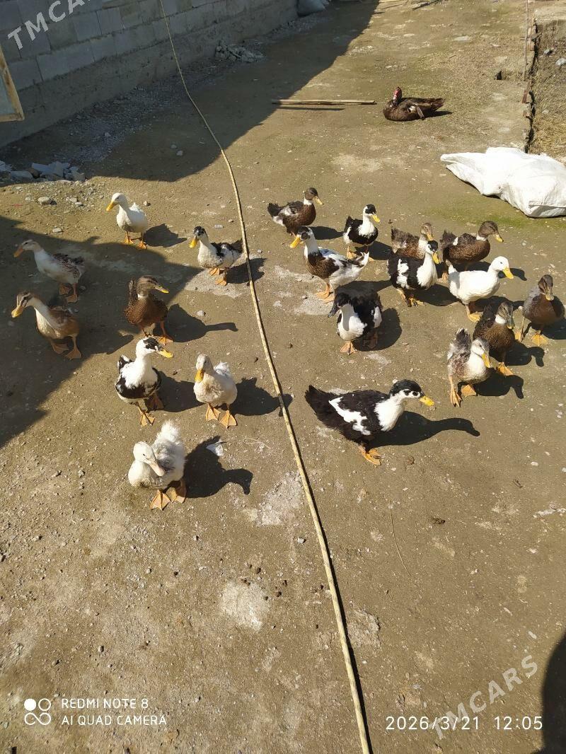 Gak gak - Бахарден - img 1