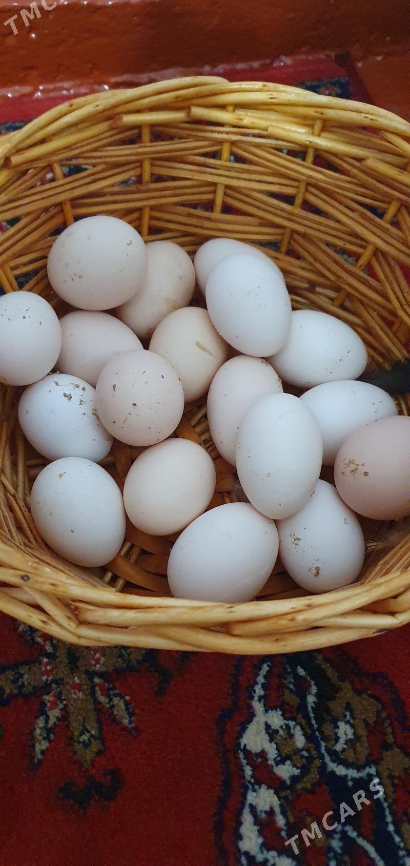 ýumurtga... - Gökdepe - img 1