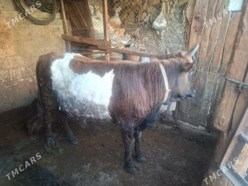 Okuz - Balkanabat - img 1