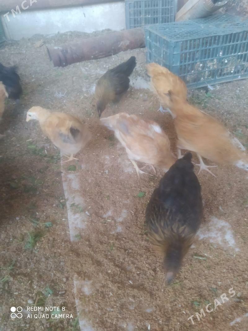 towuk juje - Mary - img 1