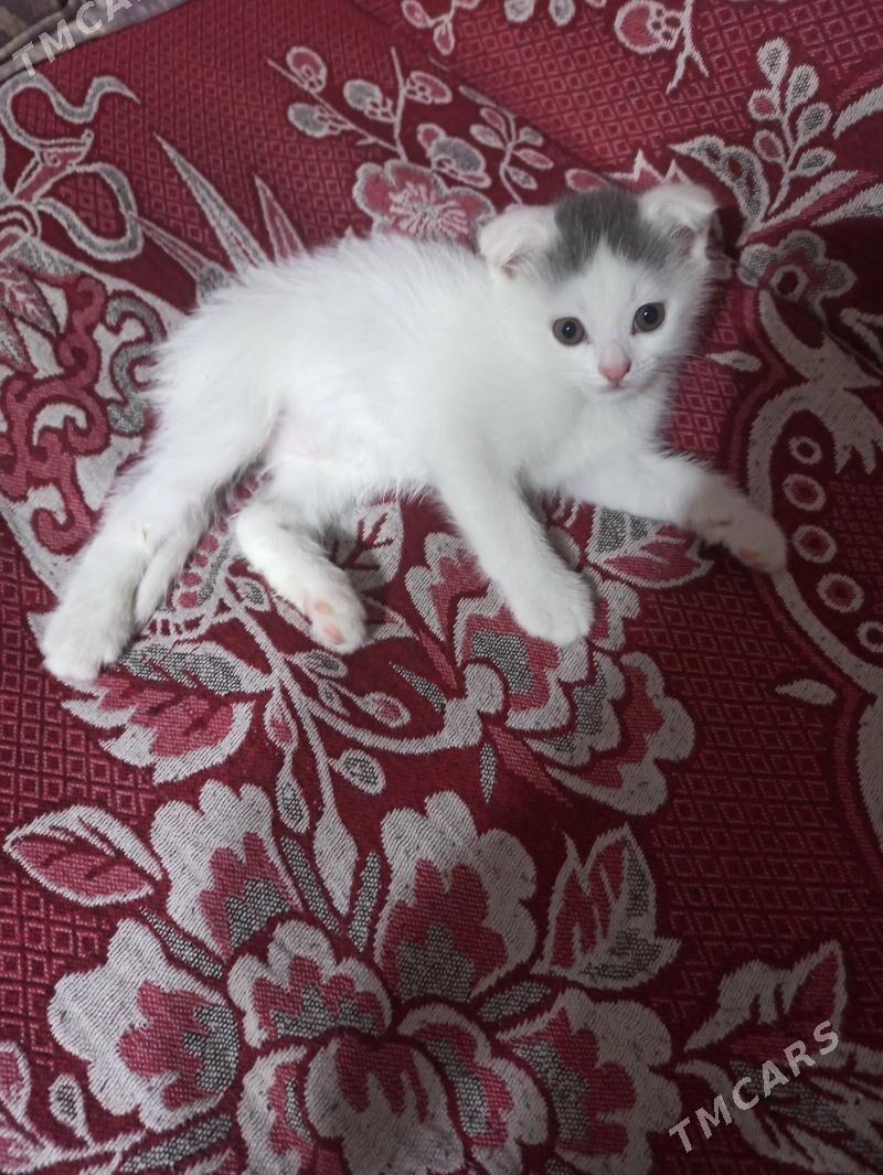 котенок вислоухий - Ашхабад - img 1
