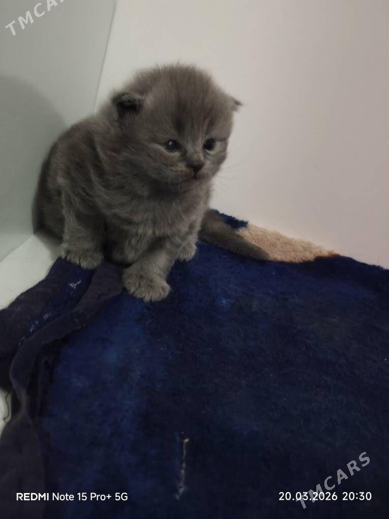 шотландские котята - Mary - img 1