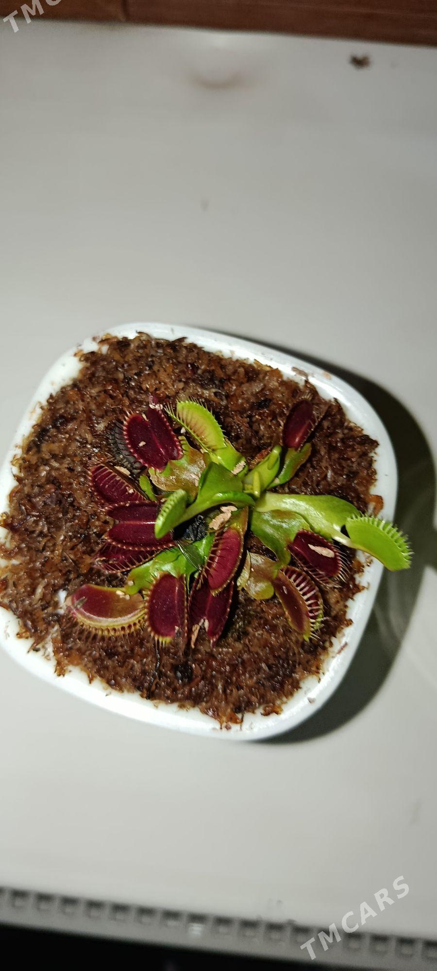 Мухаловка - Türkmenabat - img 1