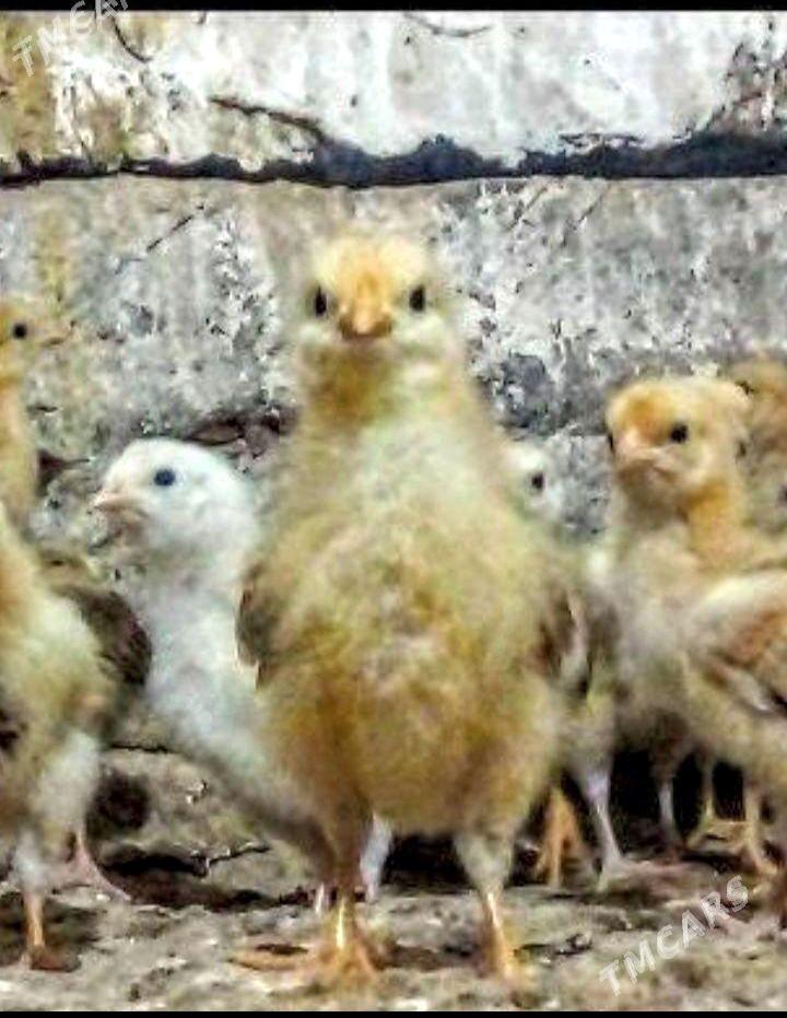 TOWUK JÙÝJE - Murgap - img 1