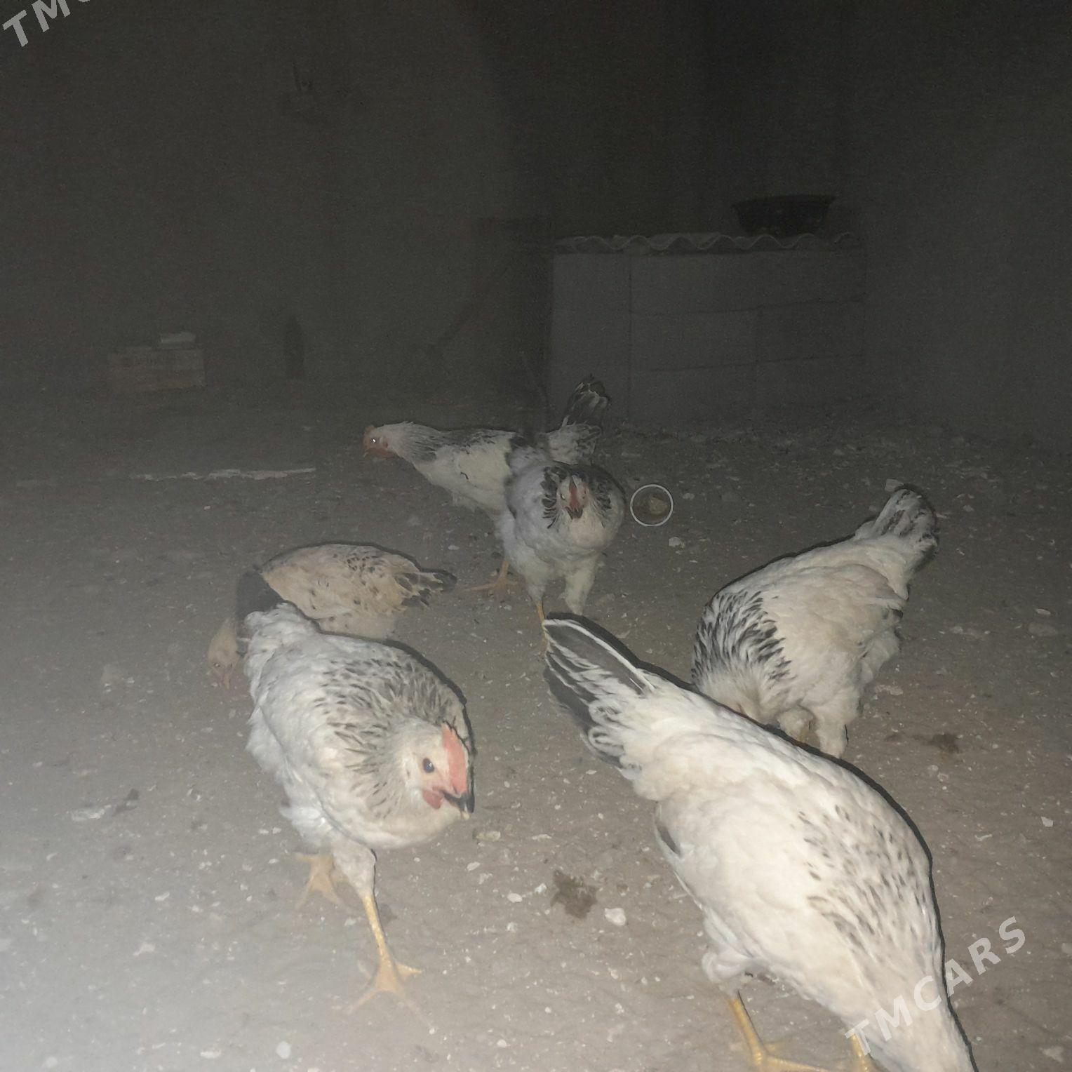 jüje - Гумдаг - img 1