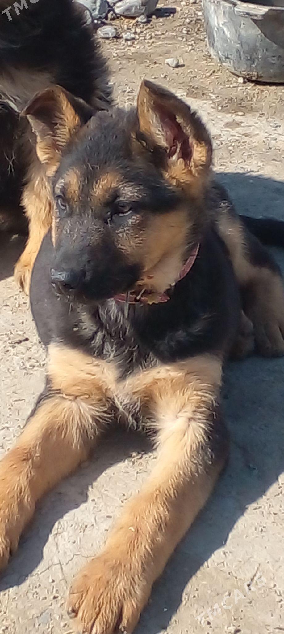 авчарка немис - Анев - img 1