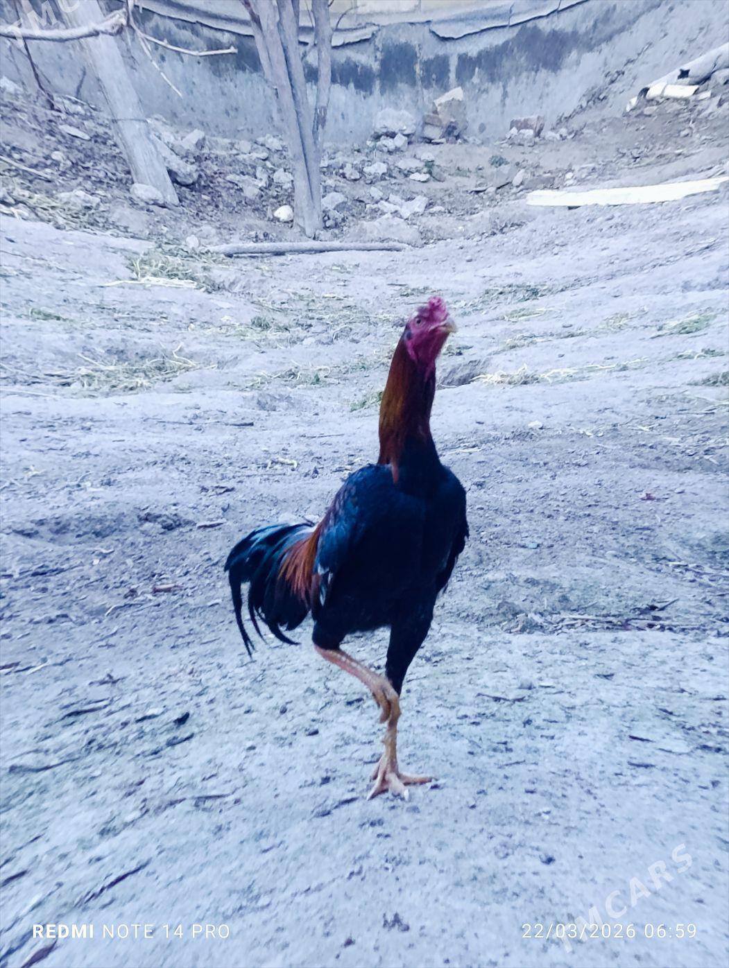 хораз - Туркменабат - img 1