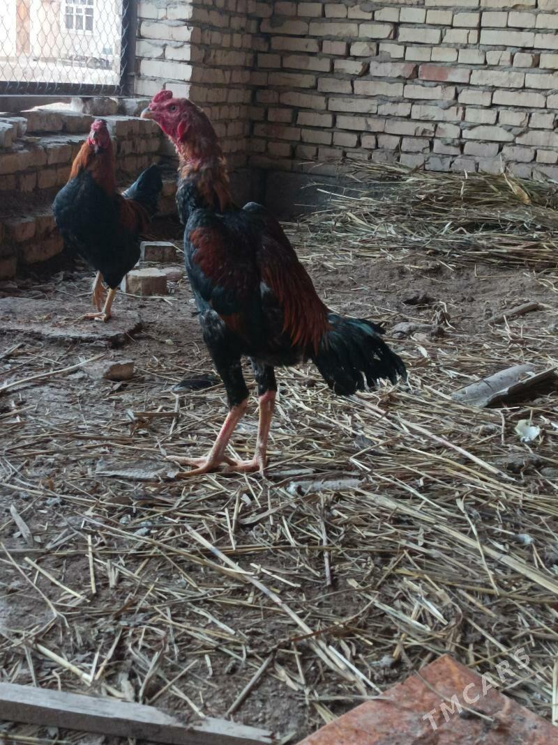 Horoz - Болдумсаз - img 1