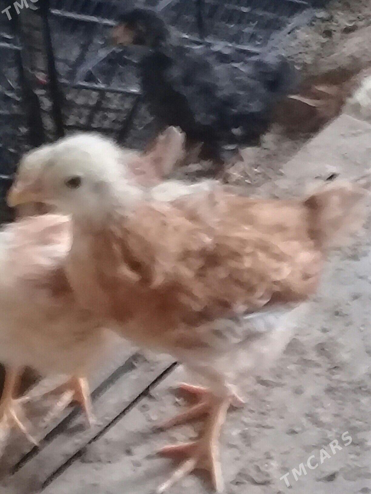 jūýje - Дашогуз - img 1