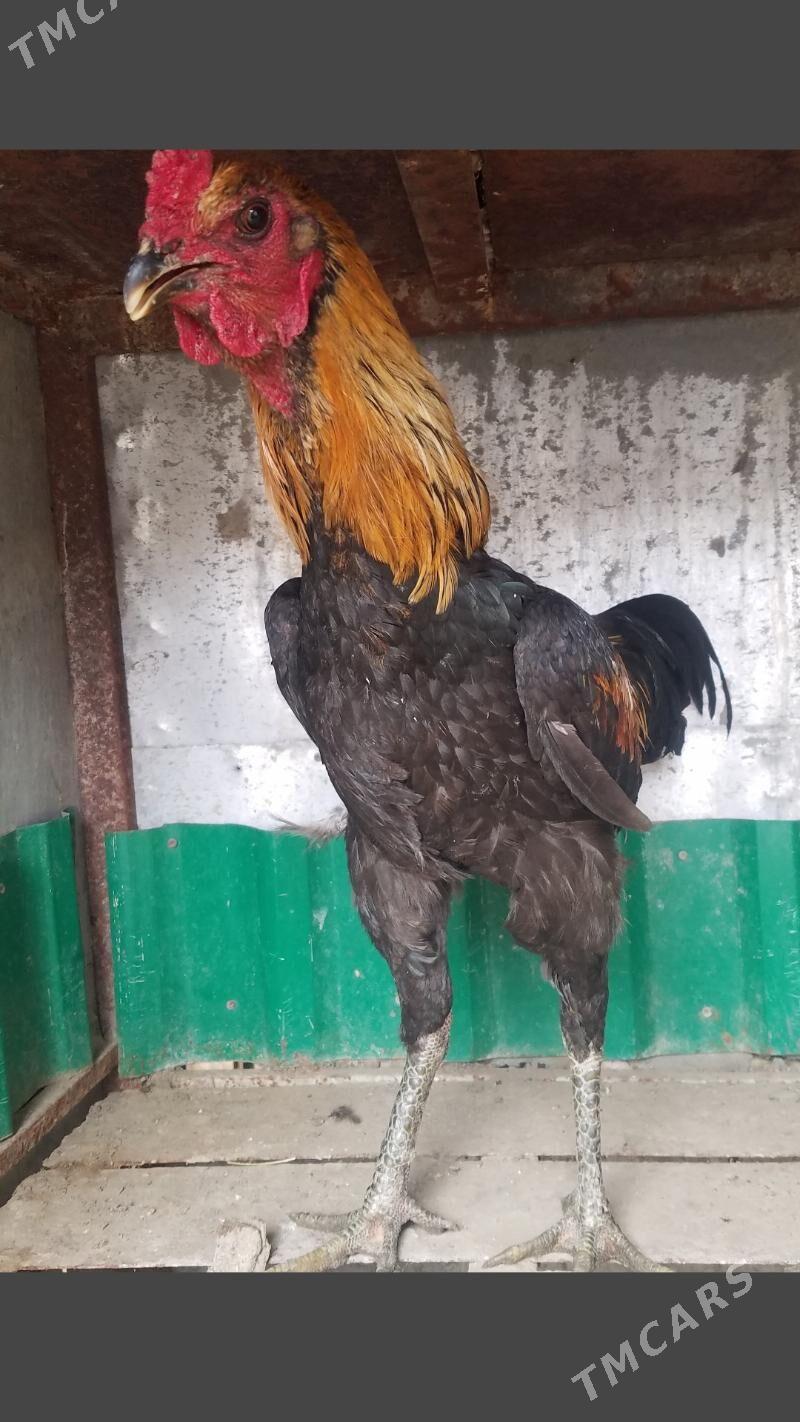 хораз жуже - Чарджоу - img 1