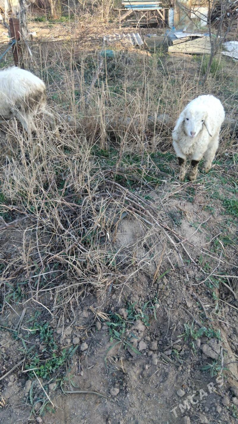 Guzyly goyun - Türkmenabat - img 1