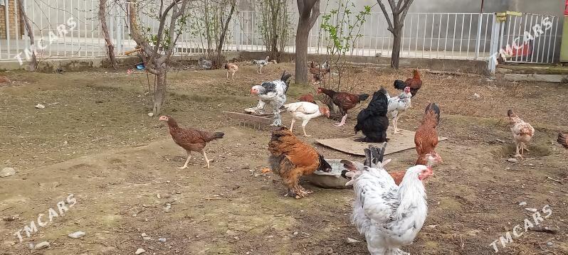 juyje - Bäherden - img 1