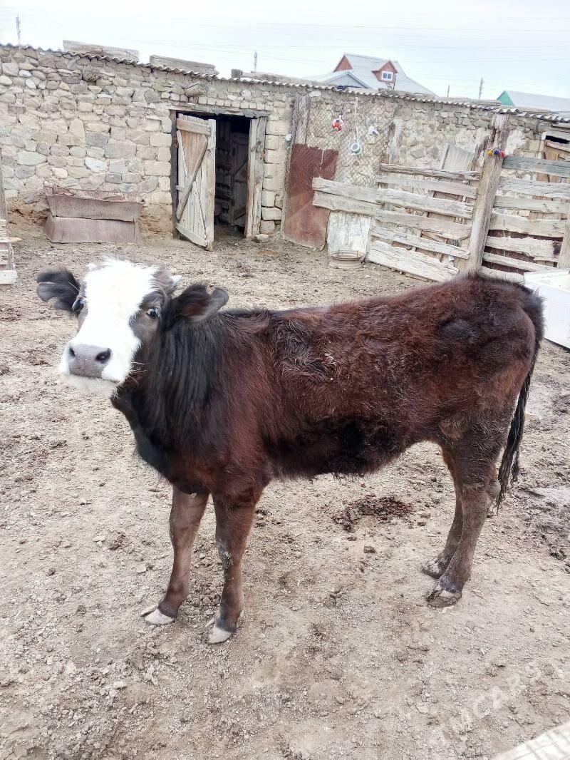 gaçar - Bereket - img 1