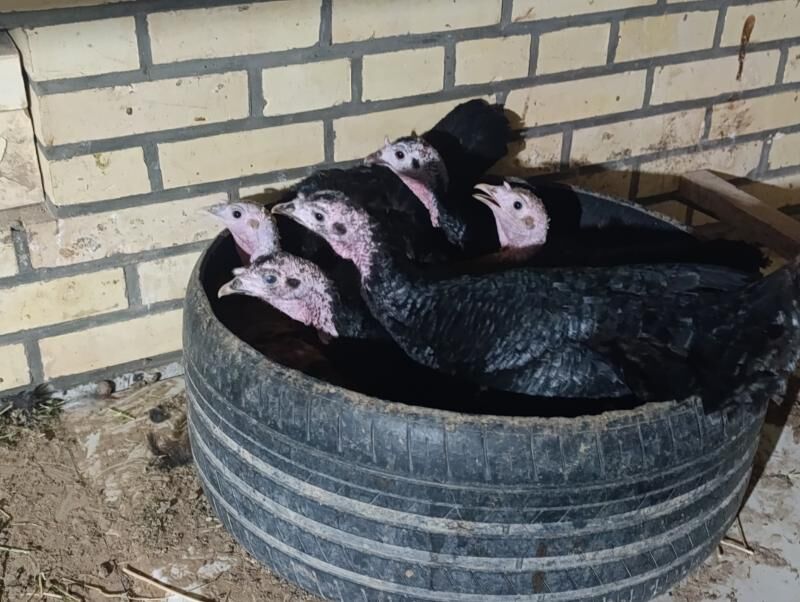 Induk kurk - Мары - img 1