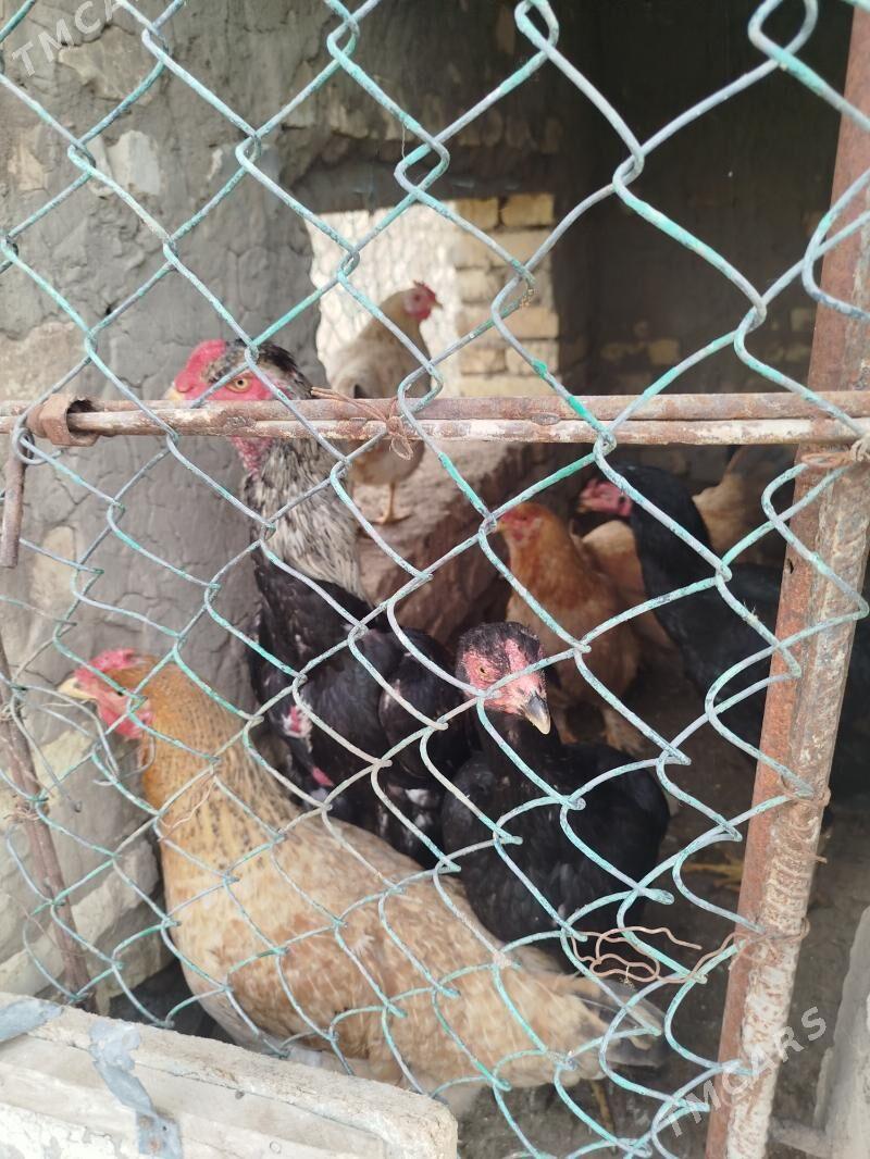 yumurtga bayes gigant - Mary - img 1