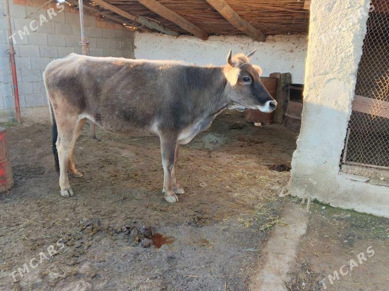 gysyr sygyr - Magtymguly - img 1