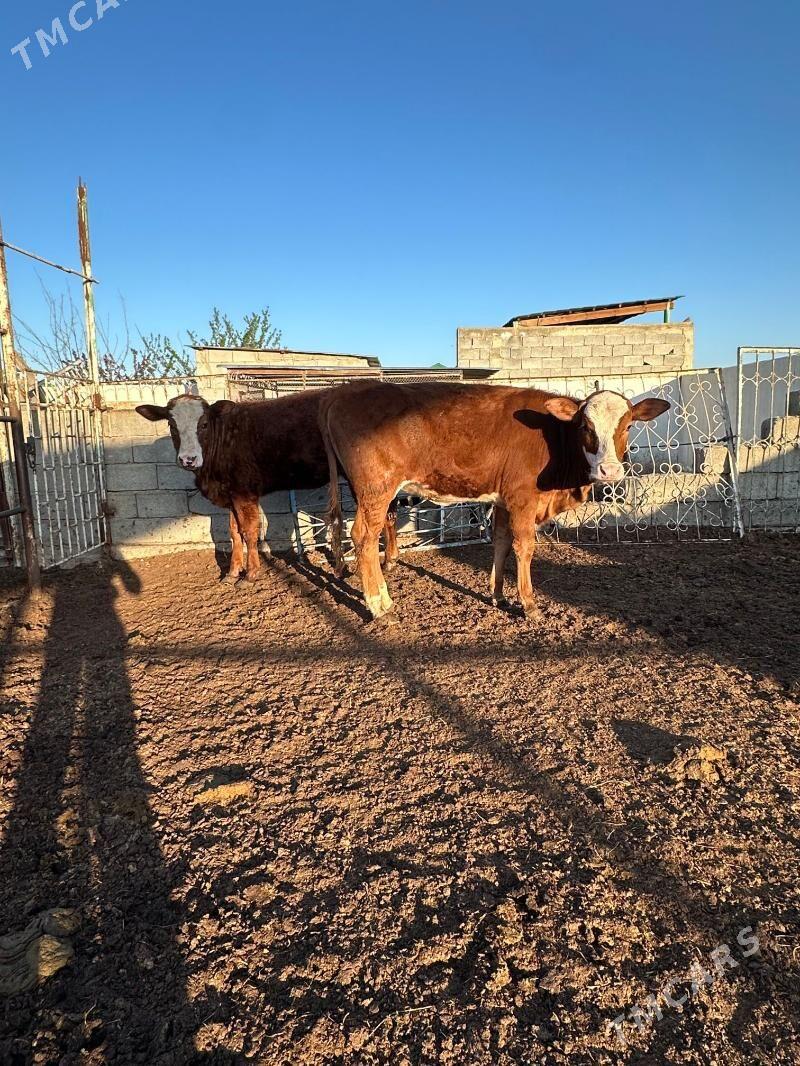 SIMENTAL TÜWELER - Gökdepe - img 1