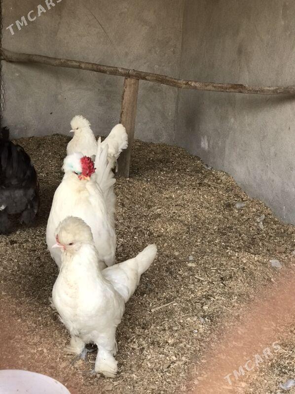 Juyje - Дянев - img 1