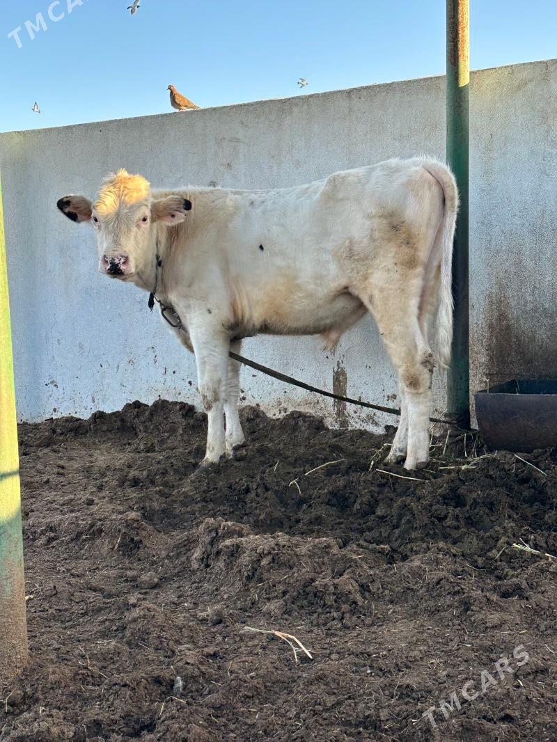 AK KANATGA ÖKÜZ - Gökdepe - img 1