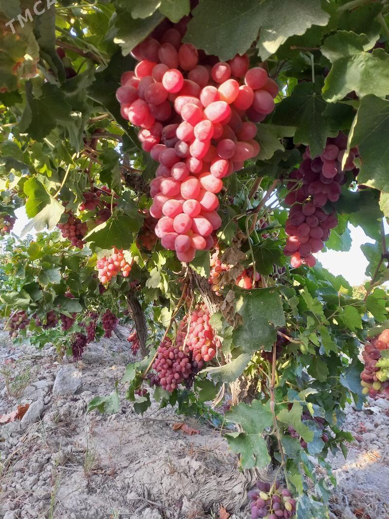 Üzüm şitili - Gökdepe - img 1