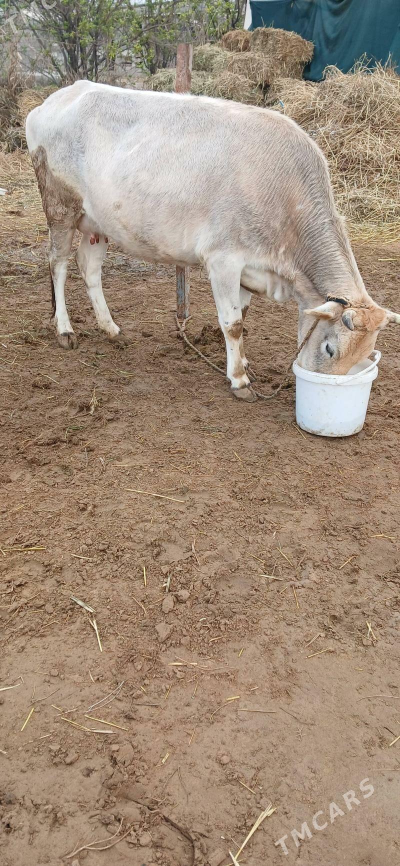 goleli sygyr - Gökdepe - img 1