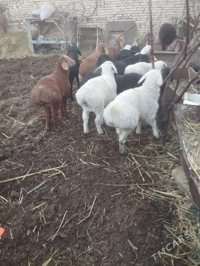 Arassa gisar guzy - Туркменабат - img 1