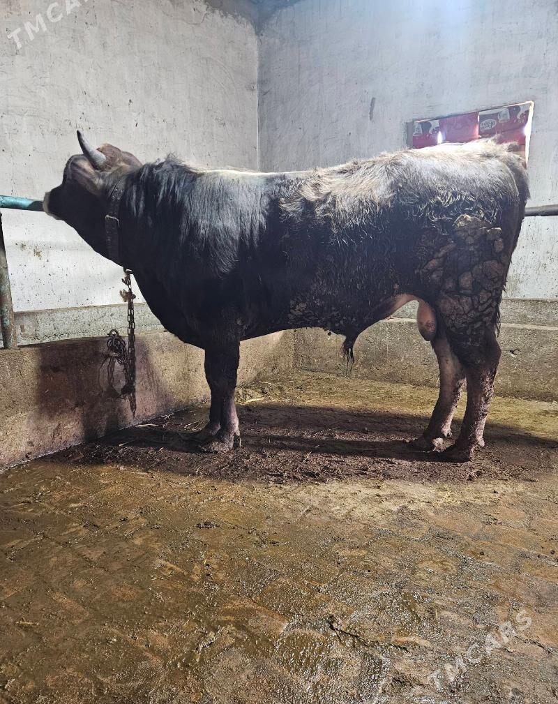 Okuz Swes - Гёкдепе - img 1