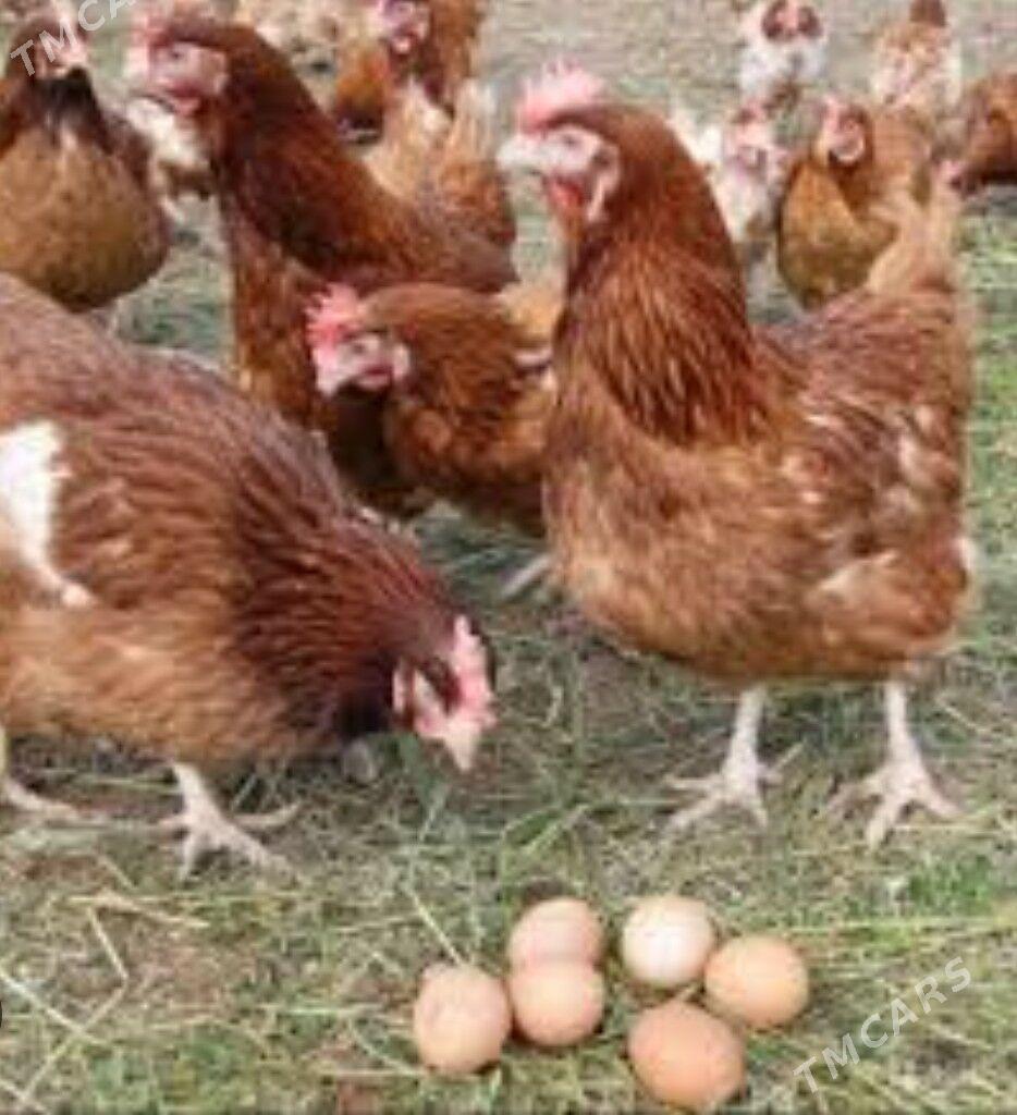 yumurtga - Aşgabat - img 1