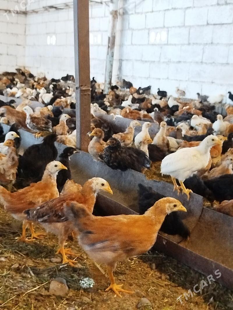 towuk juyje - Gökdepe - img 1