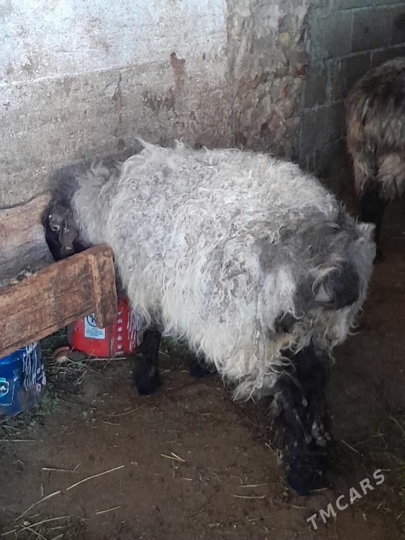 Bakylan issek - Хитровка - img 1