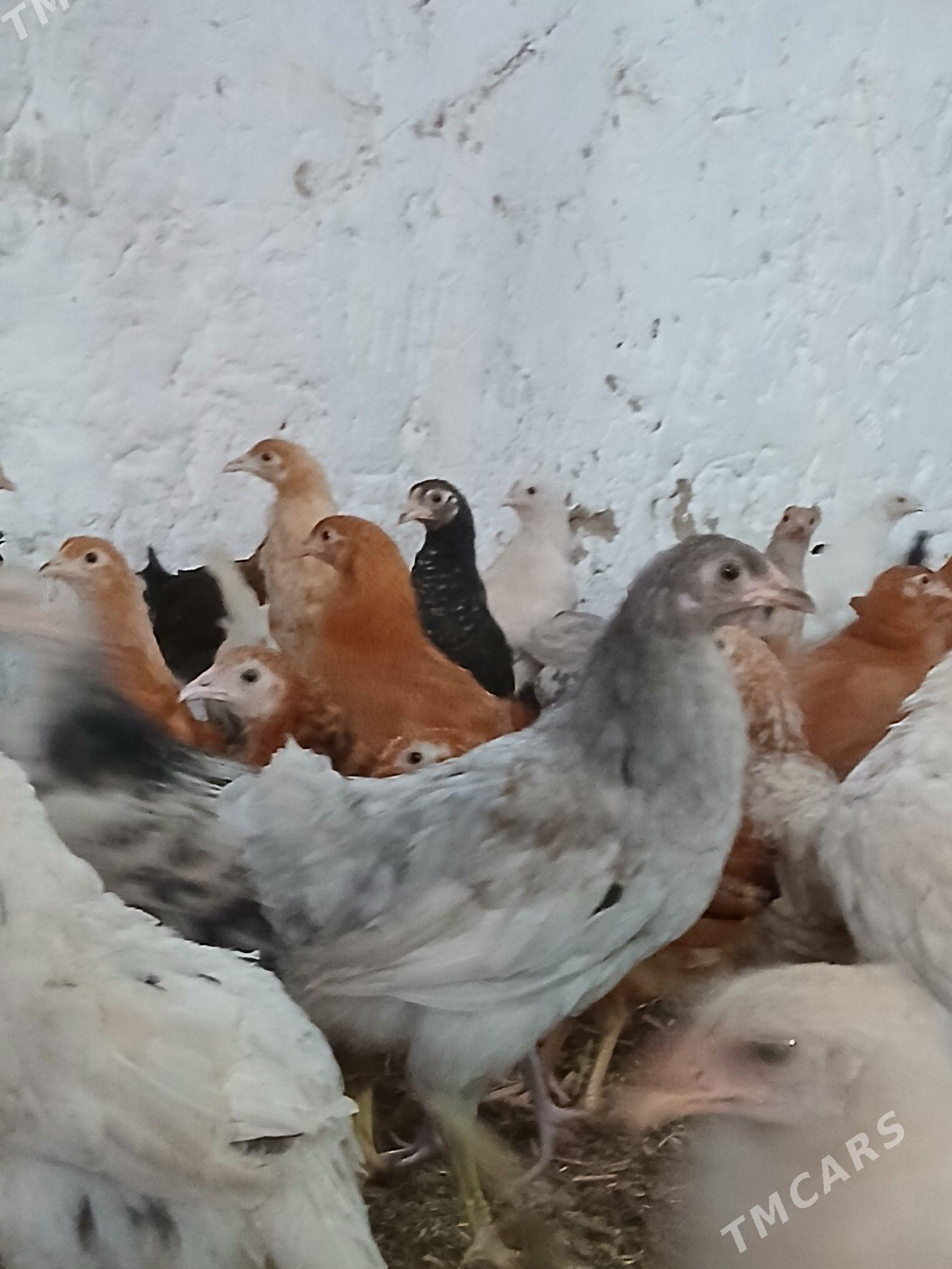 towuk juyje - Mary - img 1