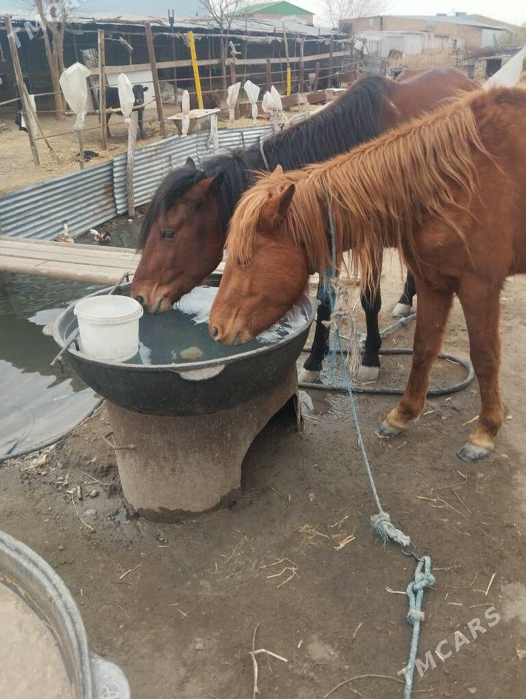 ат - Türkmenabat - img 1