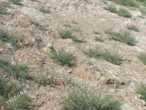 Satlyk boş Mellek yer - Tejen - img 1