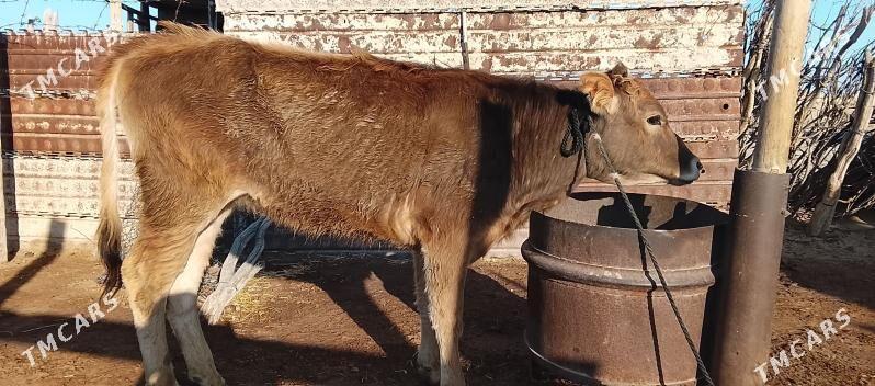 Tüwe - Гызыларбат - img 1