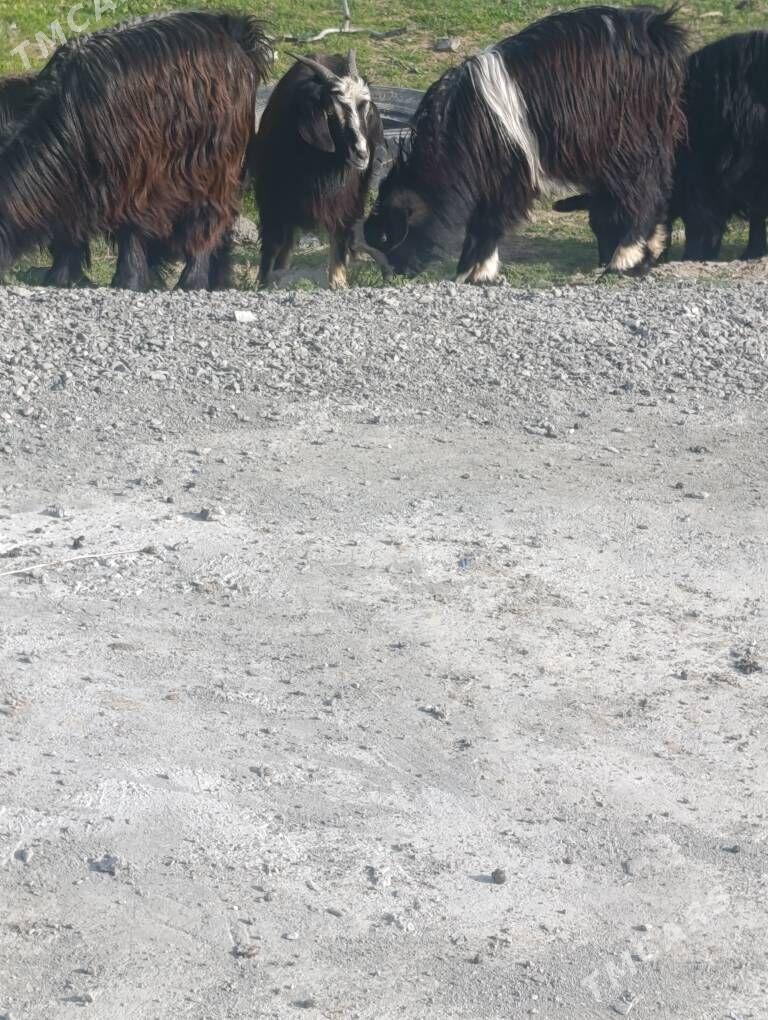 Geci cewis - Gökdepe - img 1