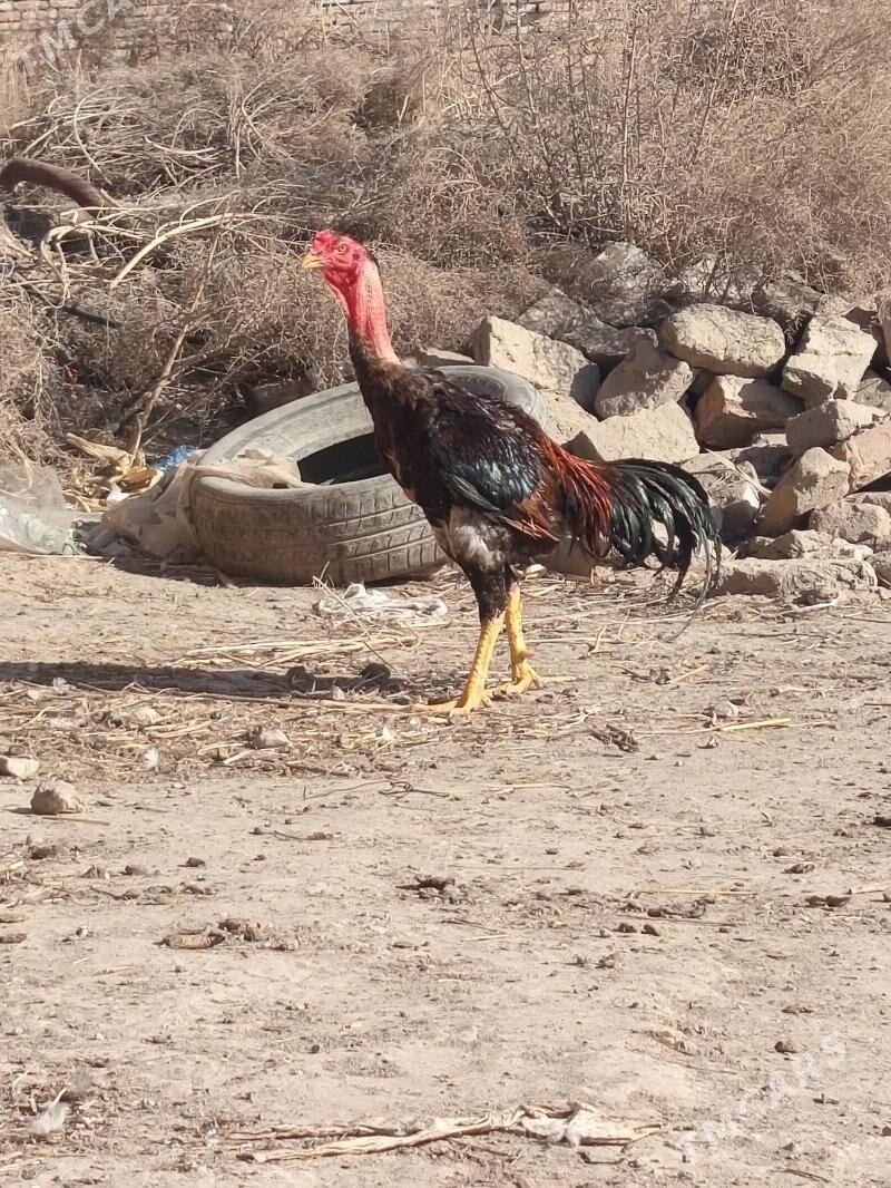 Horaz - Шабатский этрап - img 1