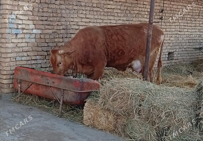 saglyk sygyr - Чарджоу - img 1