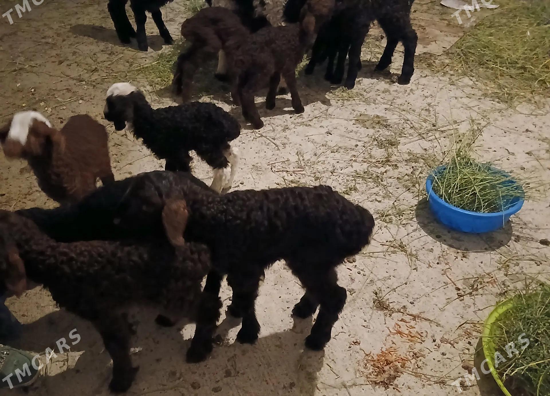 owlak guzy - Gökdepe - img 1