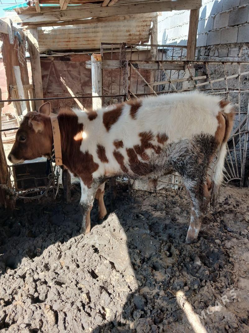 Simental Gibrit okuzce - Чоганлы - img 1