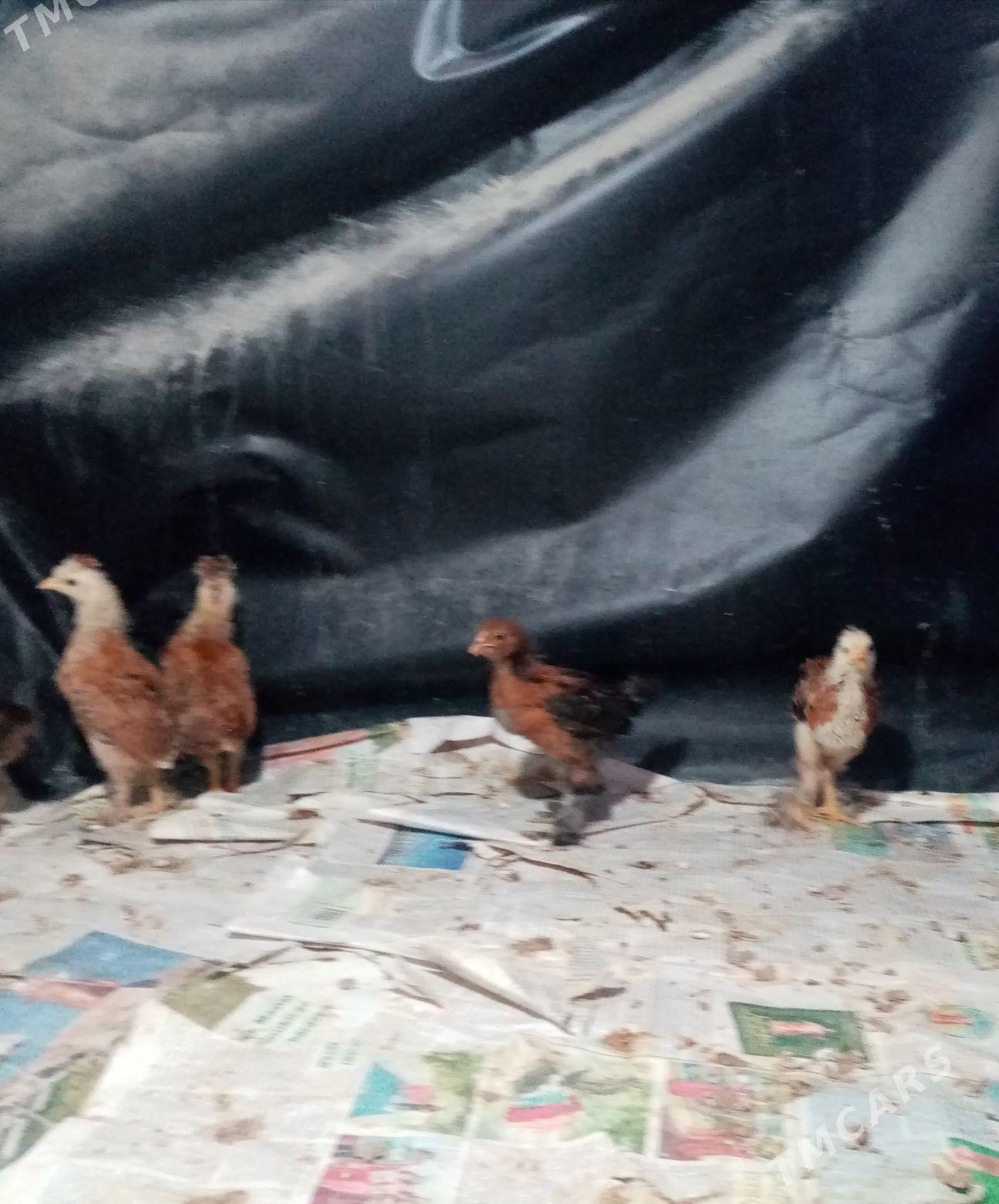 Juje - Балканабат - img 1