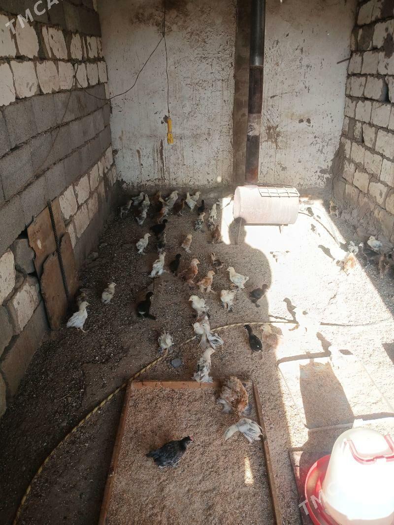 Towuk juje - Gökje - img 1