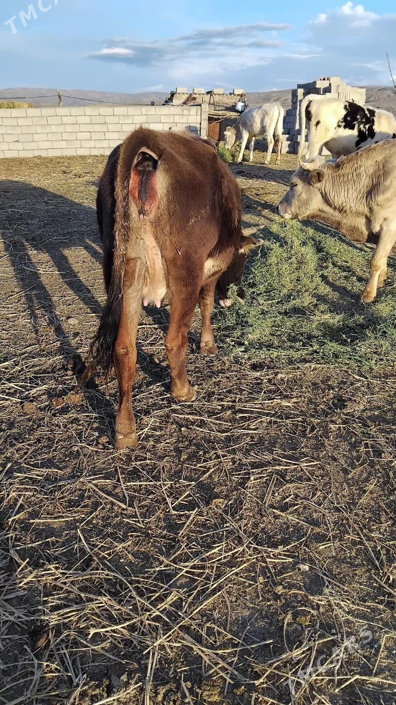 göleli sygyr - Bäherden - img 1