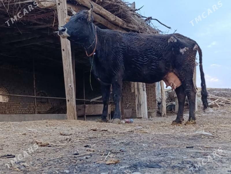 arassa şvet saglyk - Чарджоу - img 1