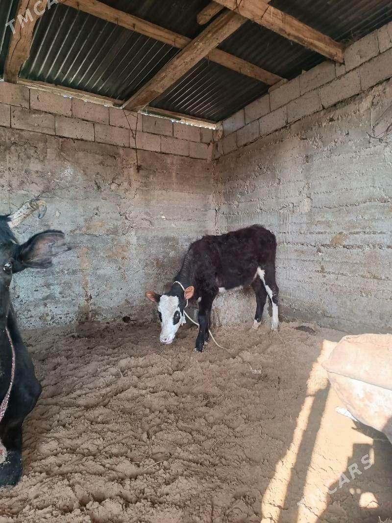 Tüwe - Gökdepe - img 1