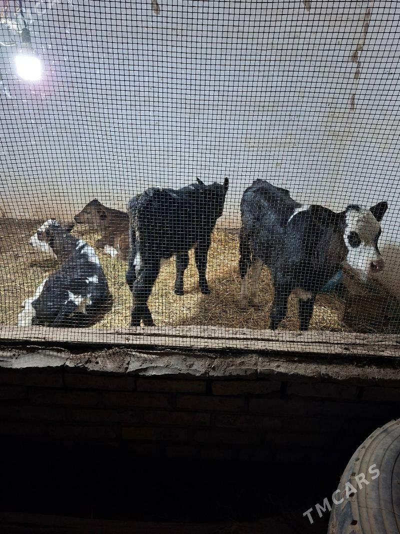 okuzce - Garabekewül - img 1